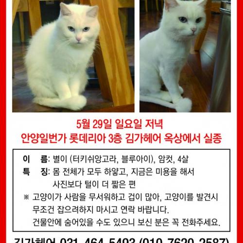 별이를 찾습니다!! 고양이