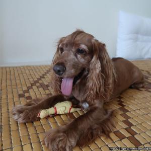 잉글리쉬 코카스파니엘 7살 남아 찾습니다.