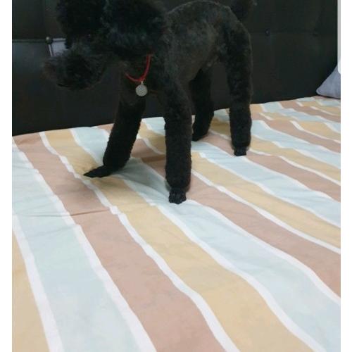 경기도 양평군 개곡면 마을회관 앞에서 잃어버렸어요