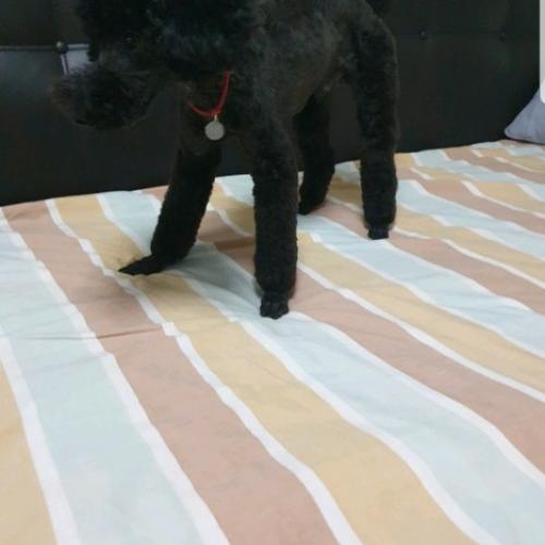 경기도 양평군 개곡면 마을회관 앞에서 잃어버렸어요