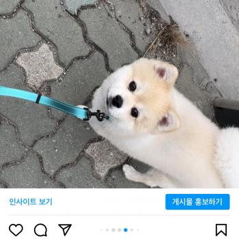강아지 찾습니다