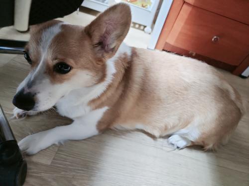 월시코기 3세 여아 우리 애기를 정말 잘 키워 주실 분!!!연락주세요~~~!!!