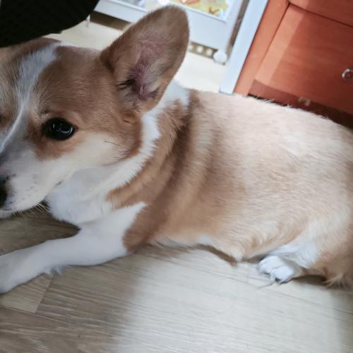 월시코기 3세 여아 우리 애기를 정말 잘 키워 주실 분!!!연락주세요~~~!!!