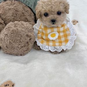 [10만원] 2개월 말티푸 "룽지" 가족을 찾아요 ❤