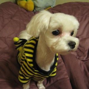 양천구 목동아파트-하얀색 말티즈