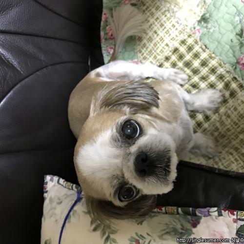 고양시 능곡동/토당동 시츄 여아 보호중입니다.