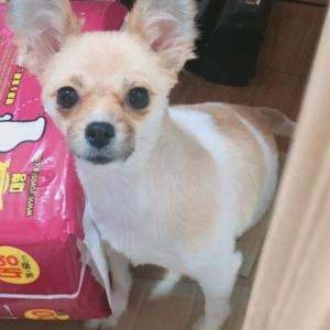 대전 유성구 죽동) 파티포메 암컷 3살 3kg 콩순이를 찾습니다