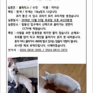 흰색불독 찾습니다.(인천부평구)