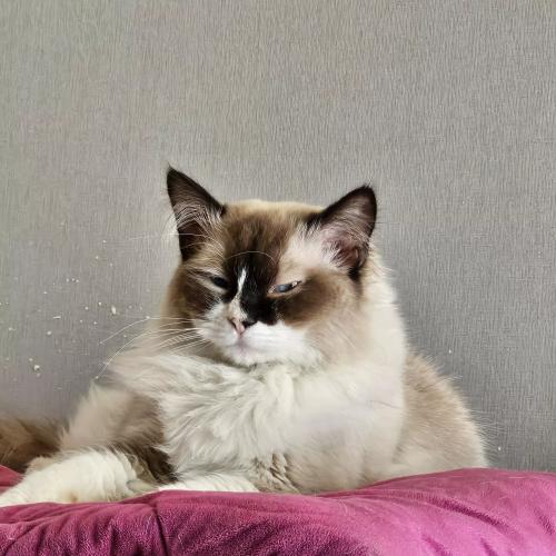 고양이 분양합니다./충북제천시