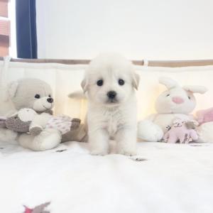 넓은 마음 충성심 그리고 사랑스러운 외모 골든리트리버분양 보내요~