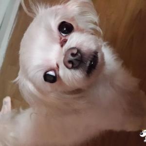 말티즈남아찾아요