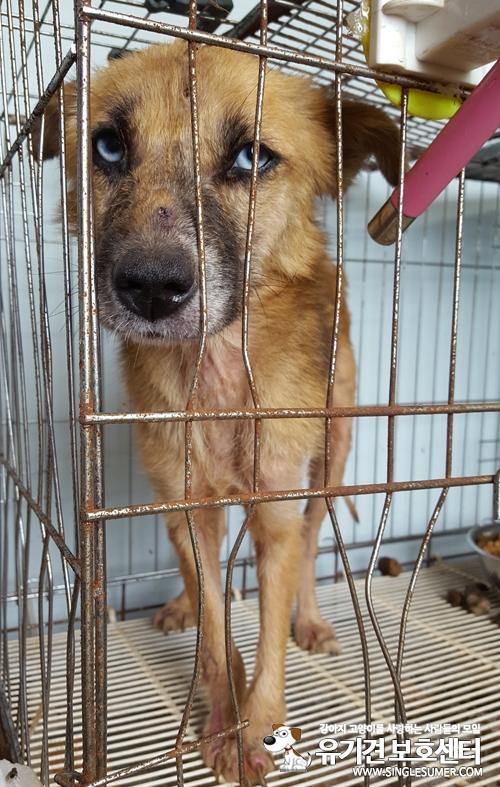 천안유기동물보호소에서 유기견 여아 분양합니다~