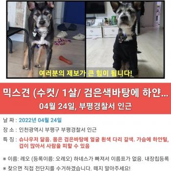 강아지 믹스견(슈나우저닮음) 찾아요