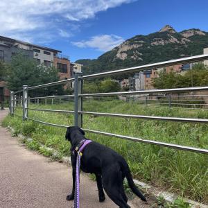 경기도 양주 블랙랩 복자를 찾습니다 - 찾았습니다!