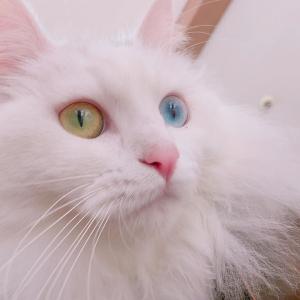 고양이 찾아요..ㅜㅜ