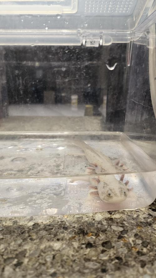 우파루파 무료분양