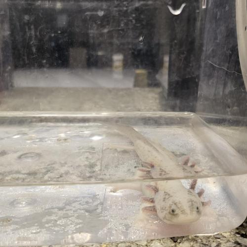 우파루파 무료분양