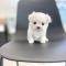 [ 15만원 ] 쪼꼬미 말티즈 분양중입니다