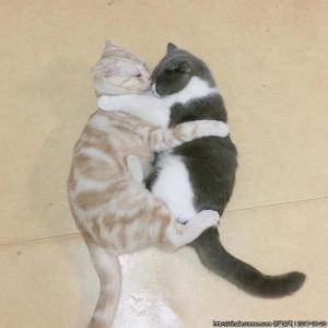 신당동 고양이 2마리 찾습니다.