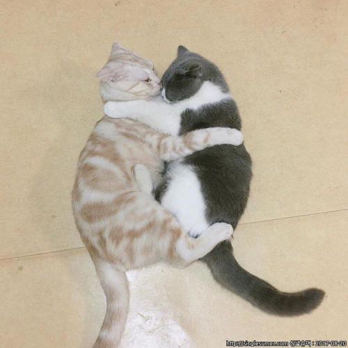 신당동 고양이 2마리 찾습니다.