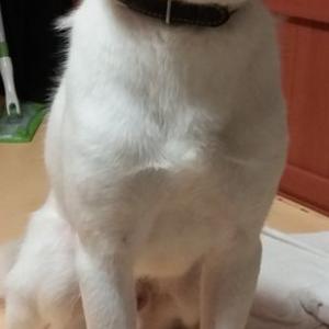 반려견 찾습니다