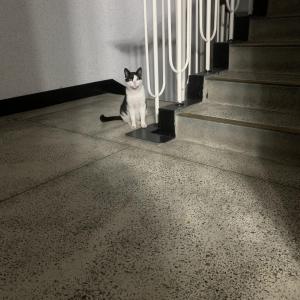 청주시 고양이 잃어버리신분