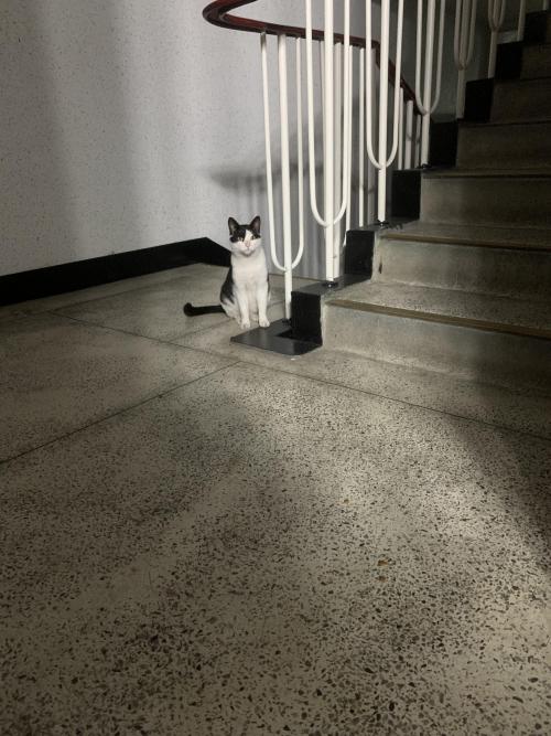 청주시 고양이 잃어버리신분