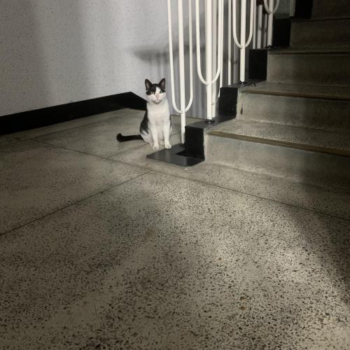 청주시 고양이 잃어버리신분