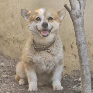 찾습니다(웰시코기)     (성별 : 수컷 )