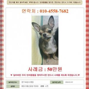 병점 다람산공원에서 실종된 치와와(수컷) 찾습니다.