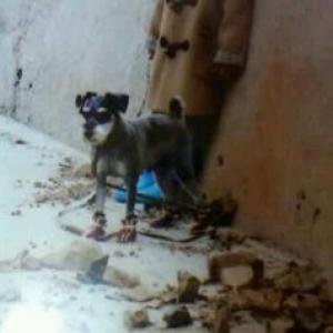 저희집 딸내미 찾아요...