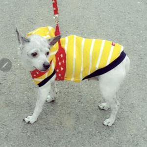 대구남구대명2동 빨간목줄한 흰색 믹스견 찾습니다