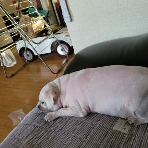 광주 서구 유기견 말티즈 보신분 찾습니다!