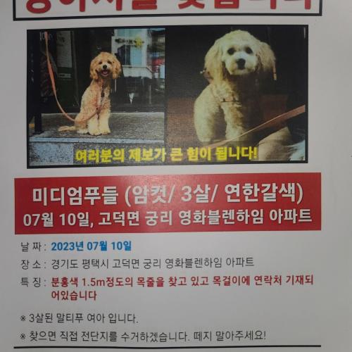 (평택)라임이를 찾습니다