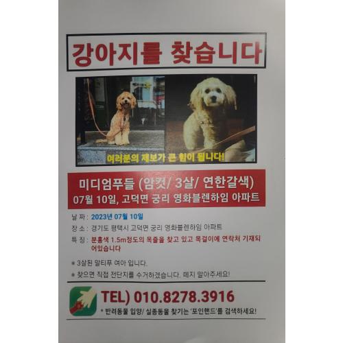 (평택)라임이를 찾습니다