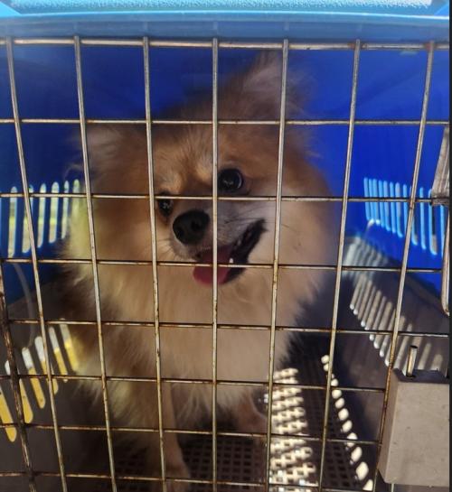 포천시 일동면 유기견 보호중입니다.. (종은 스피치?/포메 ? 정확한건 모르겠습니다..)