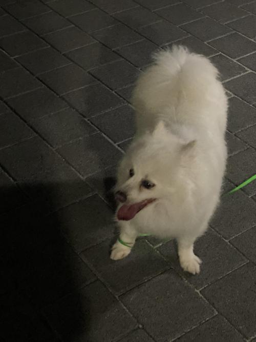 흰 강아지 주인 찾아요