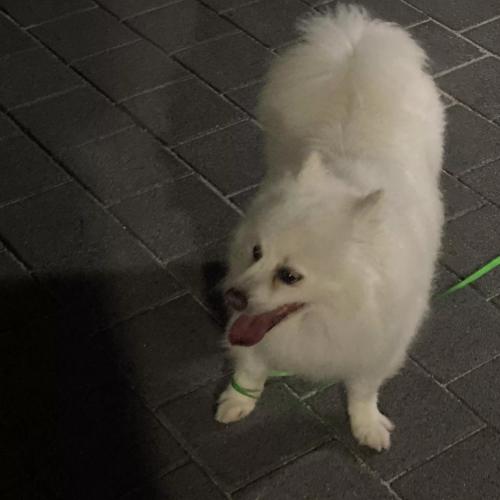 흰 강아지 주인 찾아요