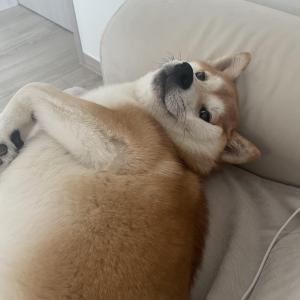 시바이누 1살 남아 분양합니다
