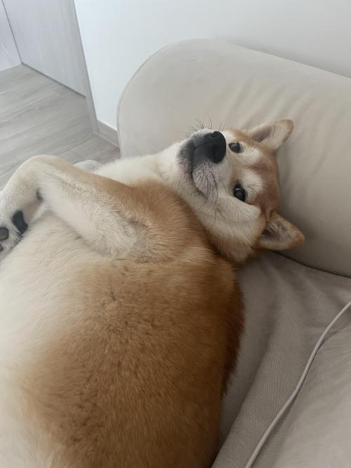 시바이누 1살 남아 분양합니다