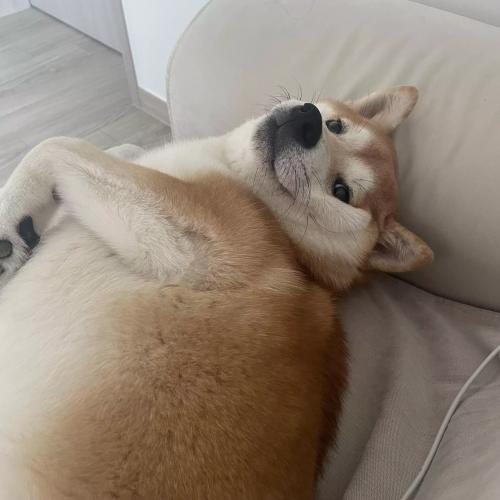 시바이누 1살 남아 분양합니다