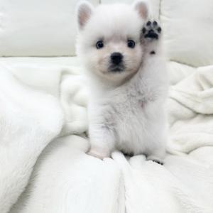 폼스키 왕자님 분양 합니다.