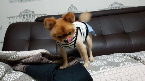 포메라니안 짝꿍 구합니다