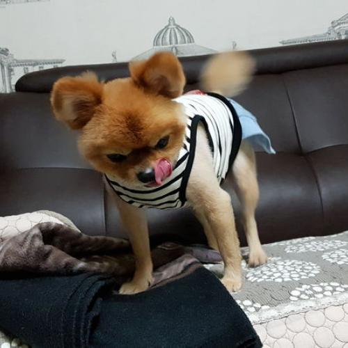 포메라니안 짝꿍 구합니다