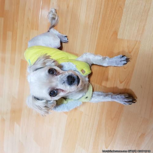 유기견 보호중입니다