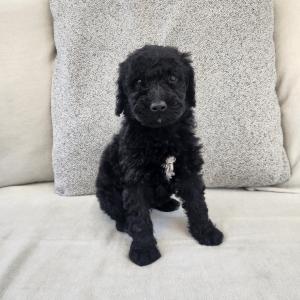 스탠다드푸들분양 대형견분양 블랙푸들분양