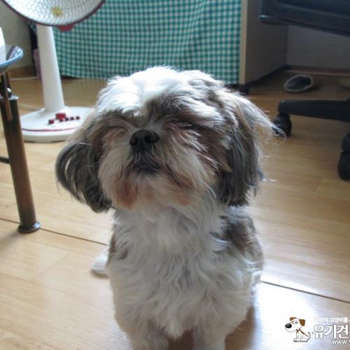 덕성여대 앞 소나무숲 근린공원 아래 골목에서 갈색과 흰색 털 암컷 시추 보호중