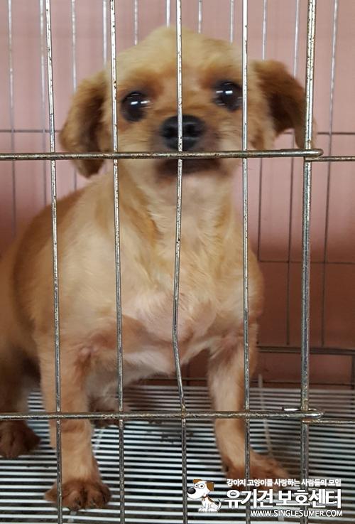 천안에 위치한 유기견 보호소에 있는 요크믹스 여아 베베 새가족찾아요~