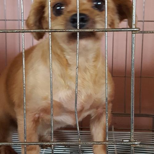 천안에 위치한 유기견 보호소에 있는 요크믹스 여아 베베 새가족찾아요~