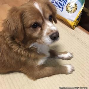 믹스견 강아지를 찾습니다